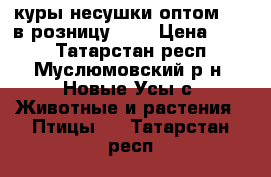 куры несушки.оптом 170 в розницу 200 › Цена ­ 200 - Татарстан респ., Муслюмовский р-н, Новые Усы с. Животные и растения » Птицы   . Татарстан респ.